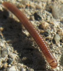 Cylindroiulus punctatus