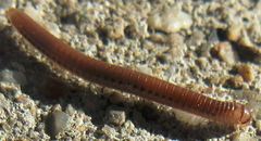 Cylindroiulus punctatus