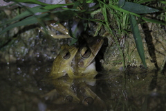 Polypedates discantus