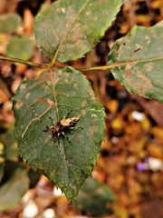 Aegomorphus jaspideus