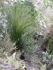 Dasylirion longissimum