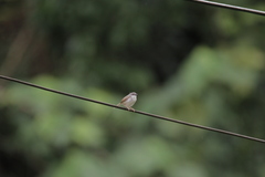 Prinia rufescens