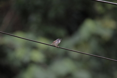 Prinia rufescens