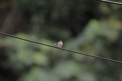 Prinia rufescens