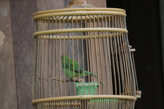 Chloropsis cyanopogon