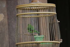 Chloropsis cyanopogon