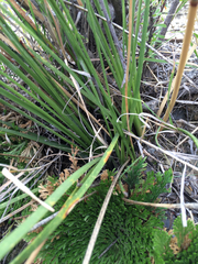 Dasylirion longissimum