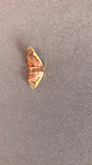 Nothomiza flavicosta