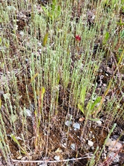 Logfia minima