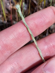 Logfia minima