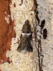 Quasisalebria atratella