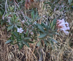 Nerium oleander