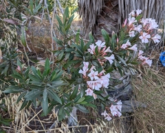 Nerium oleander