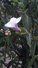 Cryptostegia grandiflora