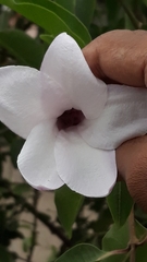 Cryptostegia grandiflora