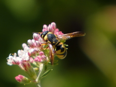 Euodynerus hidalgo viereckii