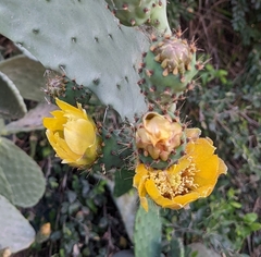 Opuntia