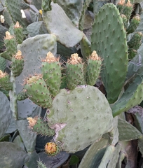 Opuntia