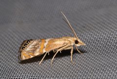 Euchromius anapiellus