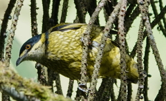 Ampelioides tschudii