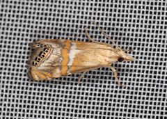 Euchromius anapiellus