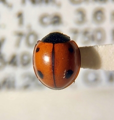 Brumoides septentrionis