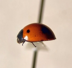 Brumoides septentrionis