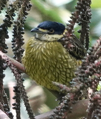 Ampelioides tschudii