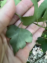 Crataegus iracunda
