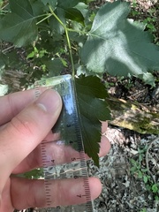 Crataegus iracunda