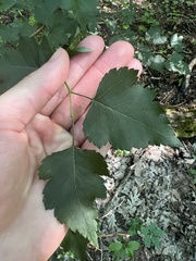 Crataegus iracunda