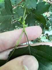 Crataegus iracunda
