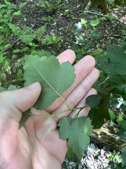 Crataegus iracunda