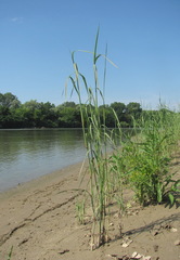 Calamagrostis pseudophragmites