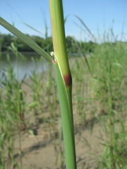 Calamagrostis pseudophragmites