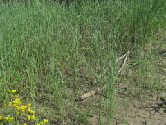 Calamagrostis pseudophragmites