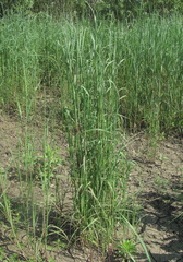 Calamagrostis pseudophragmites