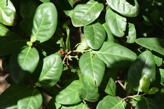 Coccoloba diversifolia