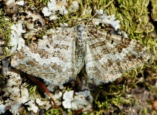 Euphyia molluginata (Hübner)
