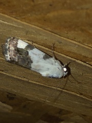 Tarache tetragona
