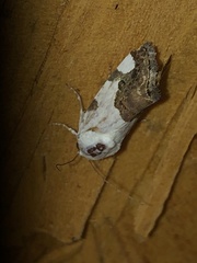 Tarache tetragona