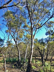 Eucalyptus oleosa oleosa