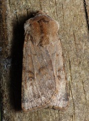 Agrotis cinerea