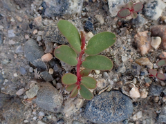 Euphorbia glyptosperma