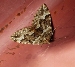 Lampropteryx suffumata