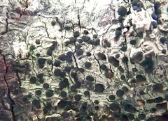 Bacidia leucothalamia
