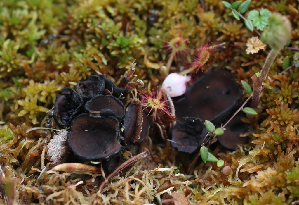 Pseudoplectania sphagnophila