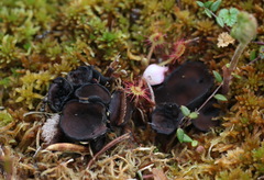 Image of Pseudoplectania sphagnophila