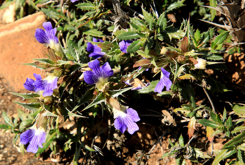 Image of Blepharis aspera by (c) Wynand Uys, some rights reserved (CC BY)