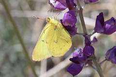 Colias harfordii